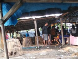 Dugaan Aparat Bungkam, Arena Judi Sabung Ayam di Sikandang Comal Makin Merajalela Tanpa Tersentuh Hukum