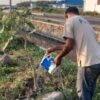 Wujudkan Ruang Publik BerAKHLAK, Camat Comal Monitor Langsung Pemeliharaan Pohon di Kawasan Stadion Jatidiri